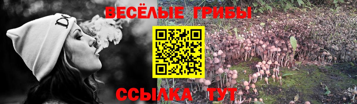 Губкинский  Галлюциногенные грибы ЛСД  Вход с VPN  Галлюциногенные грибы Cubensis 